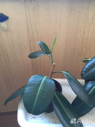 Фикус каучуканосный