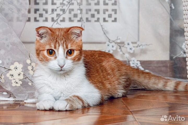 Котенок мальчик в добрые руки