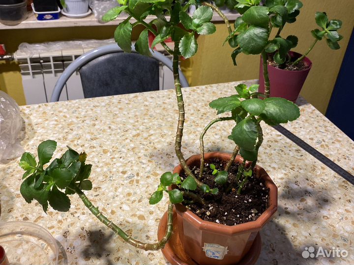 Каланхоэ Блоссвельда