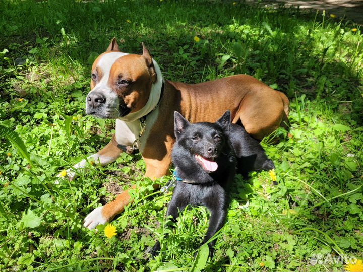 Выгул собак, уход и передержка, аренда клетки