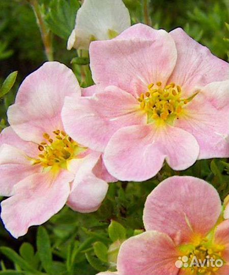 Лапчатка кустарниковая/курильский чай