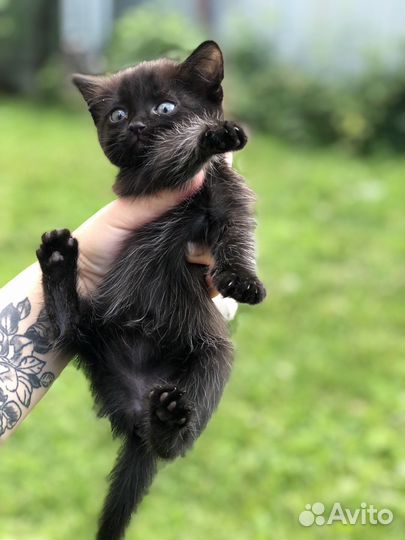 Отдам в хорошие руки котенка