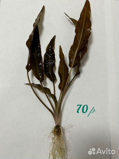 Растения для аквариума + Аквариумы + Улитки