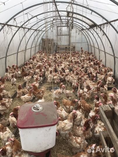 Куры несушки рыжие ломан браун несутся