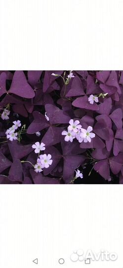 Кислица оксалис