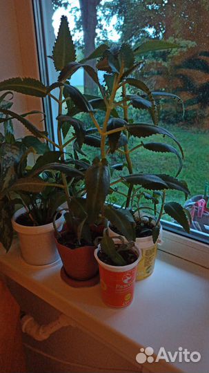 Каланхоэ лечебное