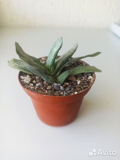 Суккуленты