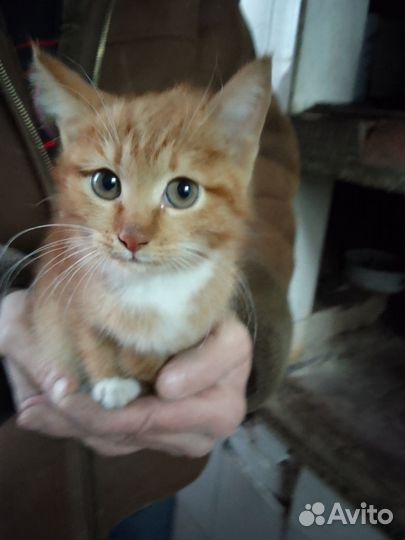 Рыжий котенок девочка