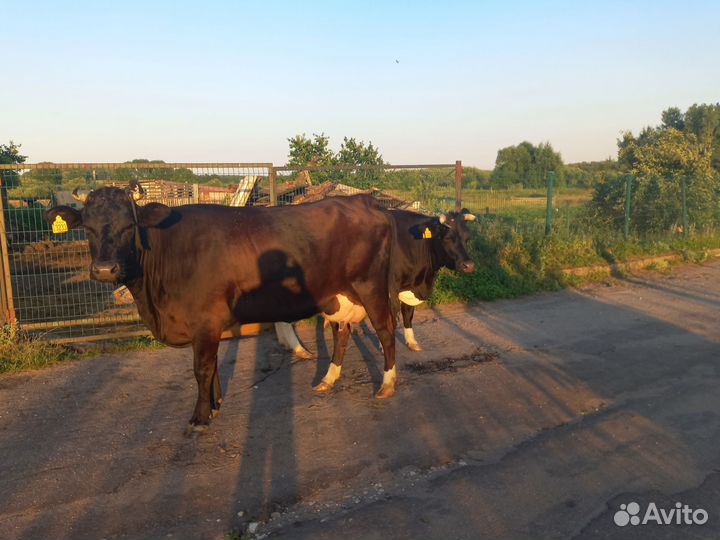 Корова стельная дойная