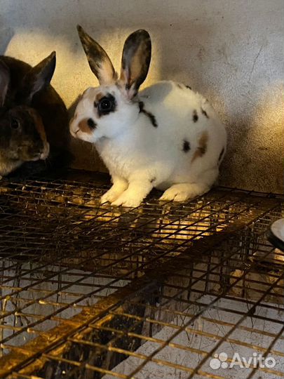Кролики породы рекс