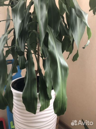 Пальма драцена