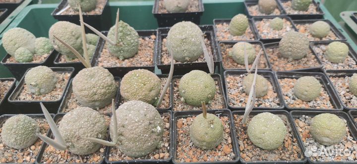 Псевдолитос мигиуртинус семена и растения