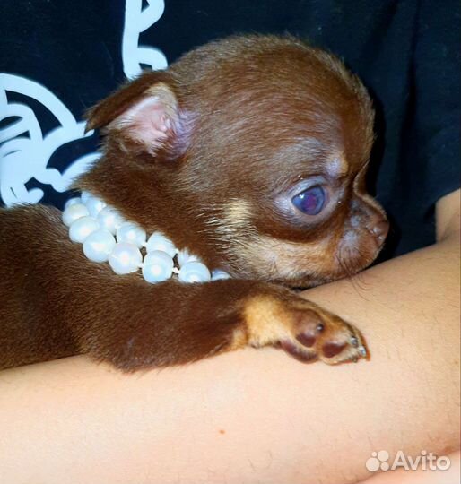 Супер минюшечки в кармашек,куколки,доставка