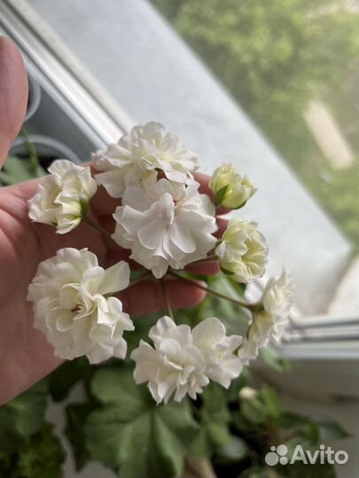 Пеларгония герань Эдер