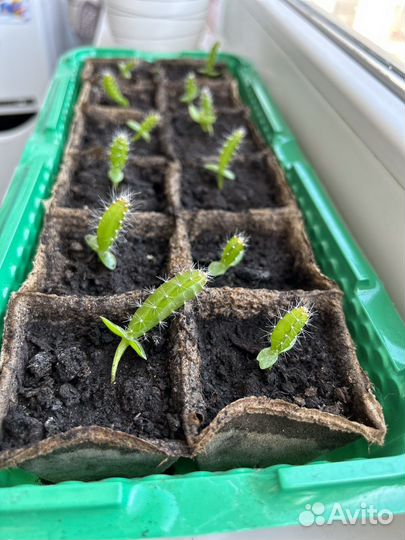 Ростки питахайя (драконий фрукт) кактус