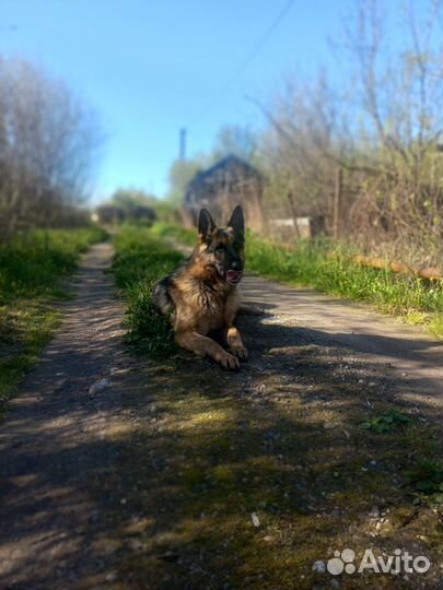 Вязка собак немецкая овчарка