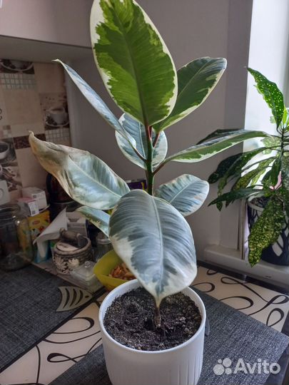 Фикус каучуконосный эластика