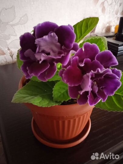 Комнатные цветы сортовые