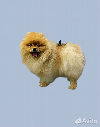 Стрижка собак грумер