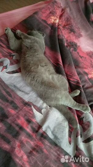 Вислоухий кот