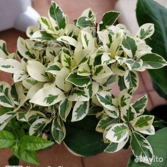 Фикус микрокарпа альбомаргината