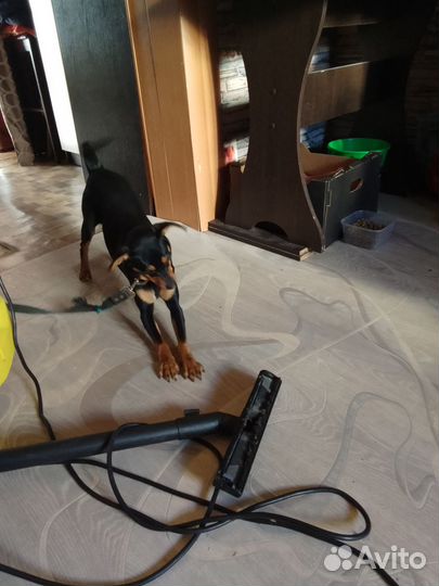 Отдам в добрые руки