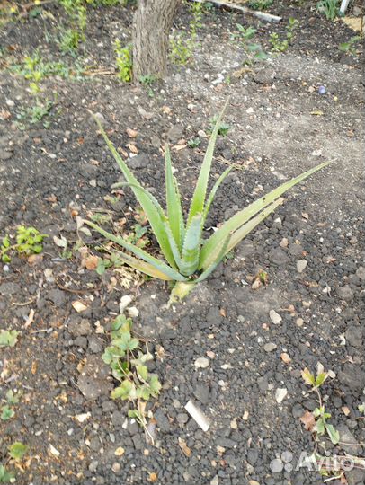 Толстянка, драцена, алоэ