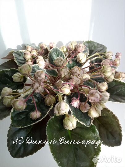 Сортовые фиалки