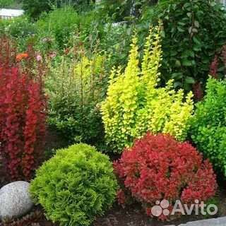 Туя Смарагд, можевельник, ели и многое другое