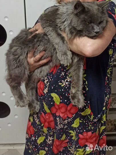 Мейн-кун кошка и кот