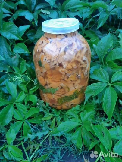 Грибы опята красноголовики