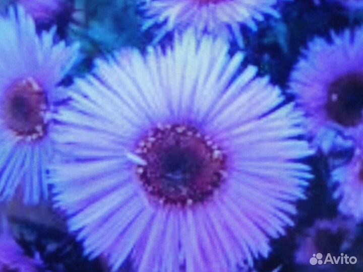 Астра многолетняя