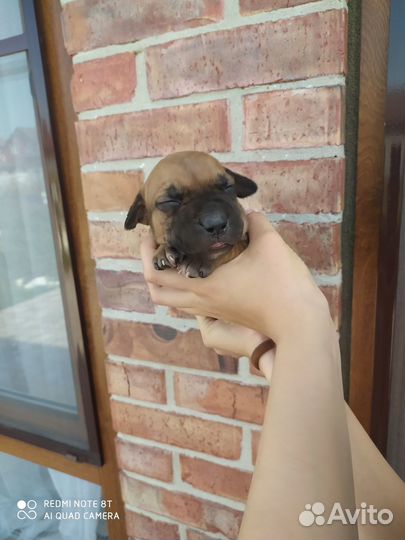 Щенки питбультерьера