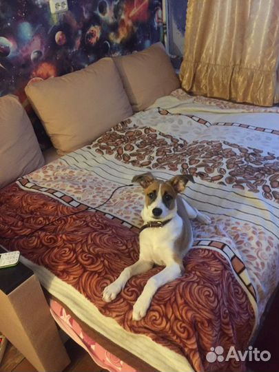 Передержка животных