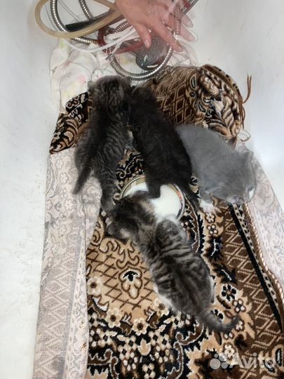 Котята в добрые руки