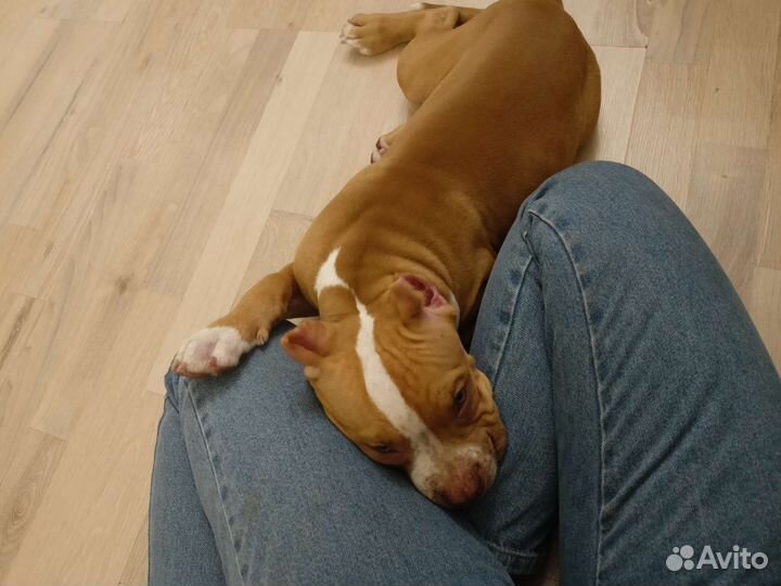 Американский буль