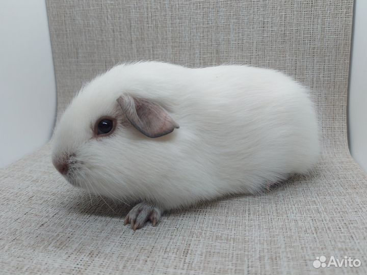 Морская свинка