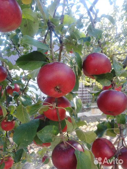 Яблоки домашние Спартан