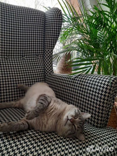 Передержка животных