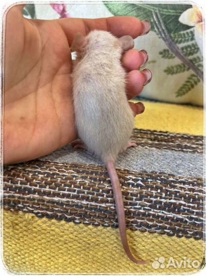 Крысята дамбо хаски сиамские рекс