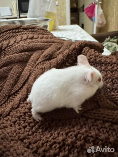 Ручной хомячок