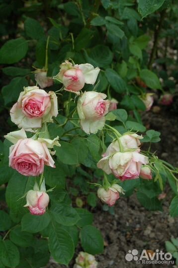 Роза чайно-гибридная Джим