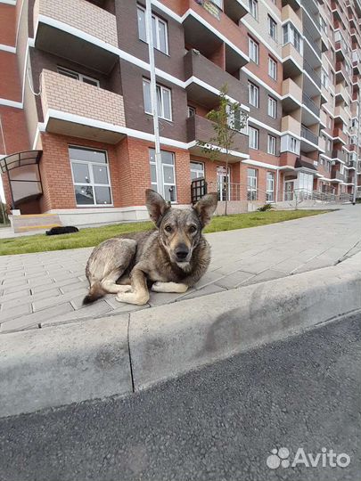 Друг в добрые руки