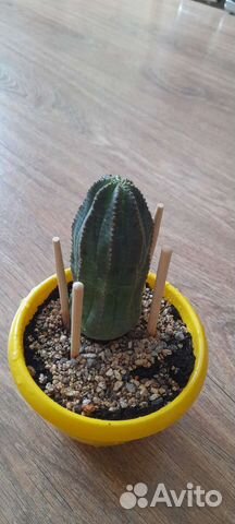 Кактус Сортовой Euphorbia obesa