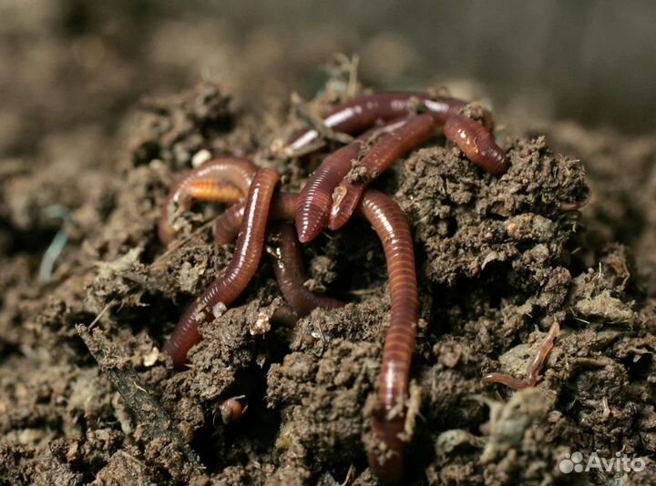 Калифорнийский червь