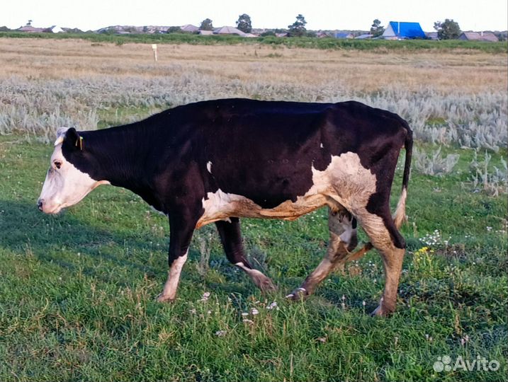 Корова дойная молочная