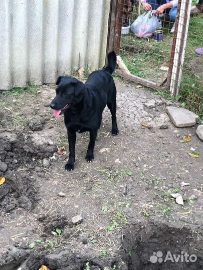 Собака в добрые руки