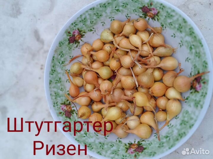 Лук Севок все сорта