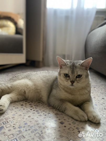 Скоттиш страйт