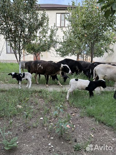 Продаются овцы